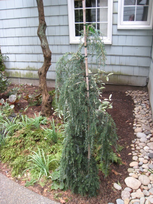 young, staked, 'Thorsen's Weeping' hemlock