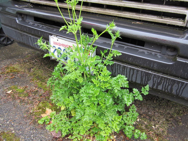 If you do not move your car, Parsley will grow.