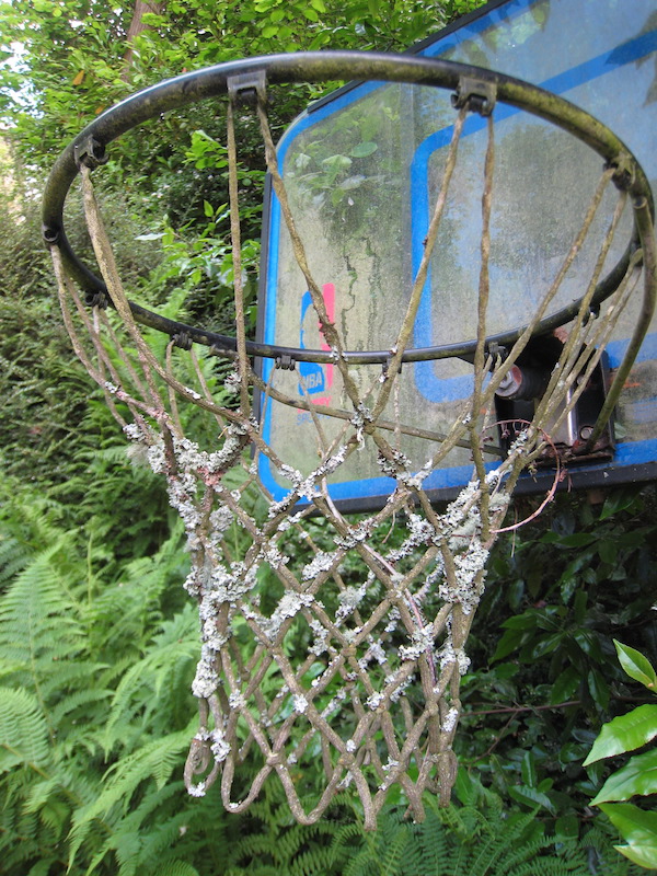 If you do not play enough basketball, lichens will grow.