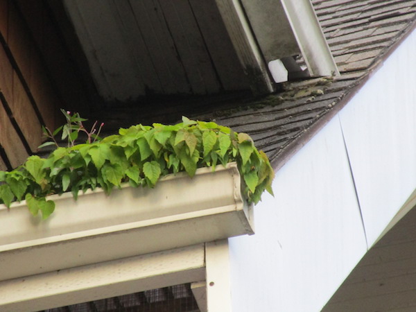 If you do not clean your gutters, fireweed and maple seedlings will grow.