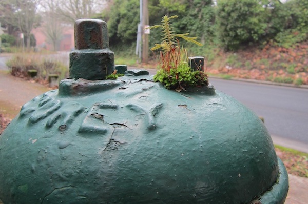 Western Red Cedar and moss growing on fire hydrant.