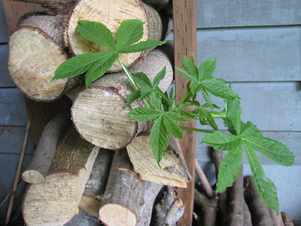 Horsechestnut logs cut on Dec. 3rd, sprouting on July 22nd!
