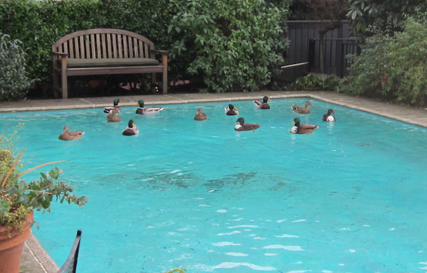 Ducks swimming in the pool.