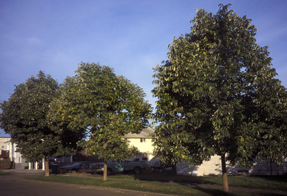 Urbanites Ashes in mid-October