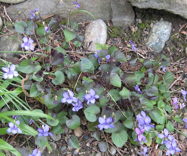 Viola Riviniana purpleleaf