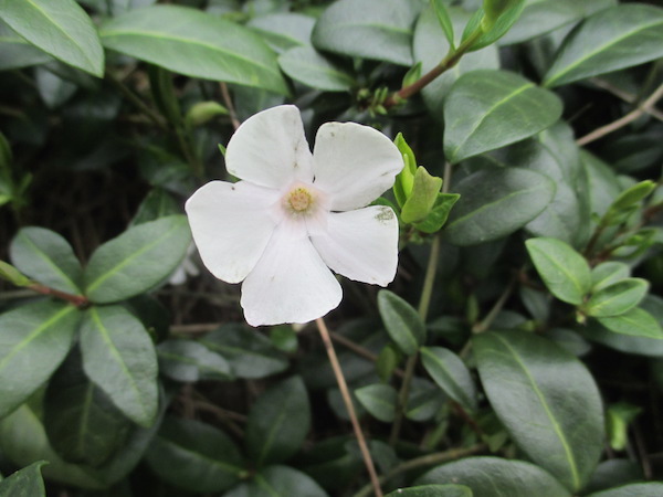 white-flowered Vinca minor