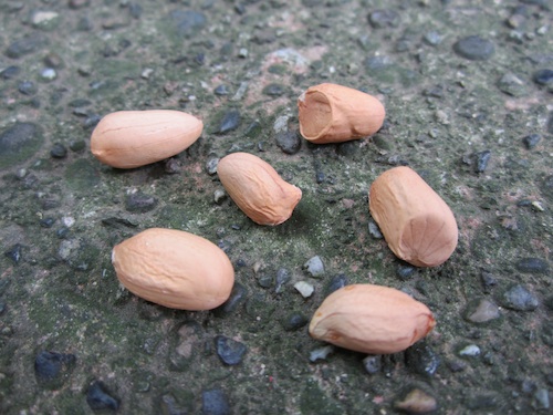 Virginia Jumbo peanuts