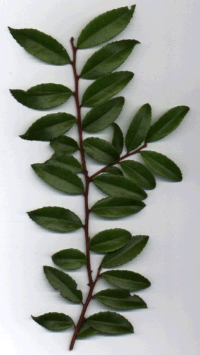 Evergreen Huckleberry foliage scan