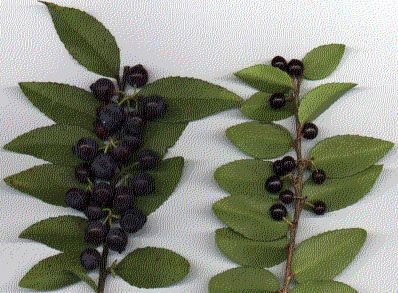 Evergreen Huckleberries scan