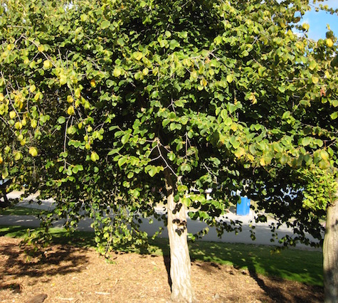 WitchHazel