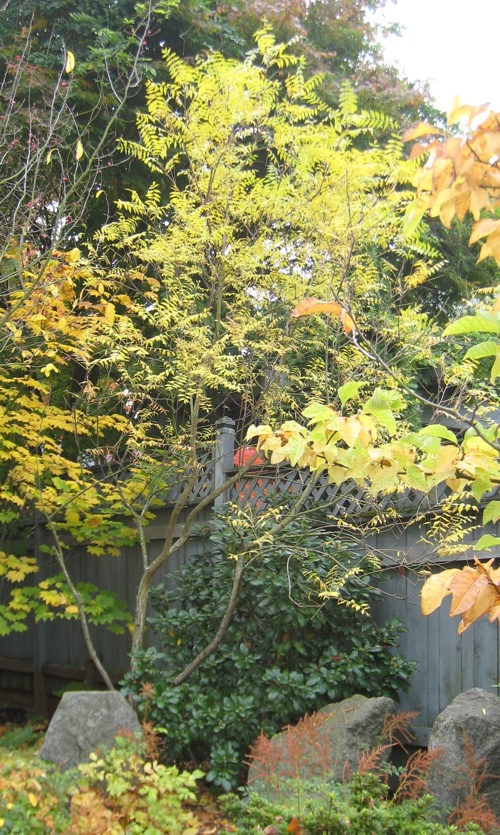 Fall color of a Yellow-horn