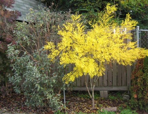 Fall color of a Yellow-horn planted in 2004