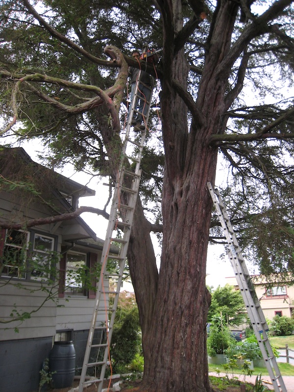 Mercer Island's largest Pacific Yew tree