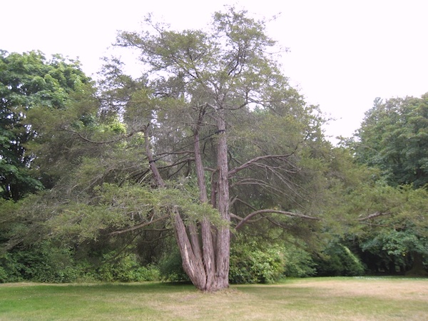 Seattle's largest Pacific Yew tree
