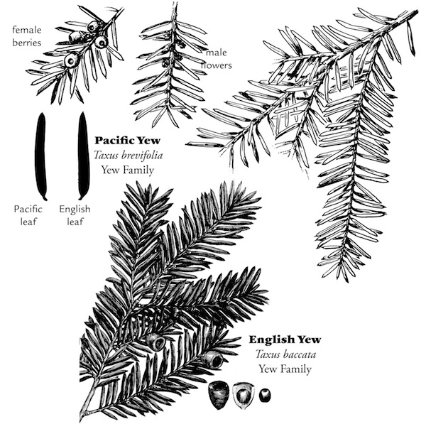 yew sketches from page 55 of <i>Wild Plants of Greater Seattle</i>