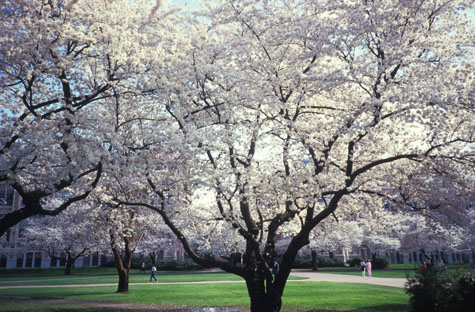 Yoshnio Cherry trees late March