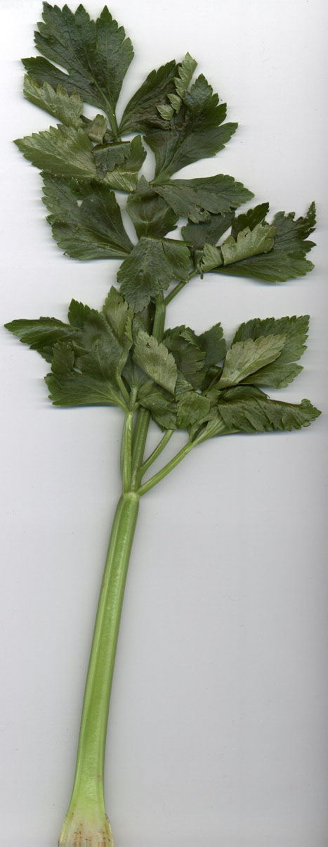 celery leaf