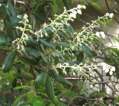 Comarostaphylis diversifolia flowers