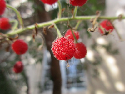 Comarostaphylis diversifolia berries