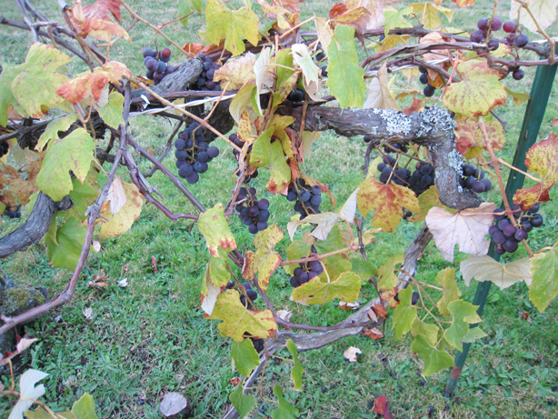 Concord grape photo