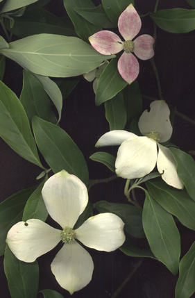 Cornus capitata flowers