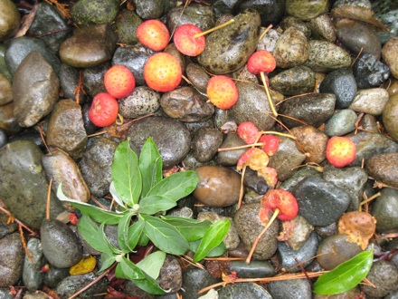 Cornus capitata fruit