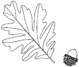 Daimyo Oak illustration
