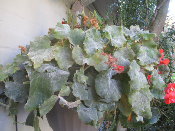 A Begonia infected with powdery mildew.