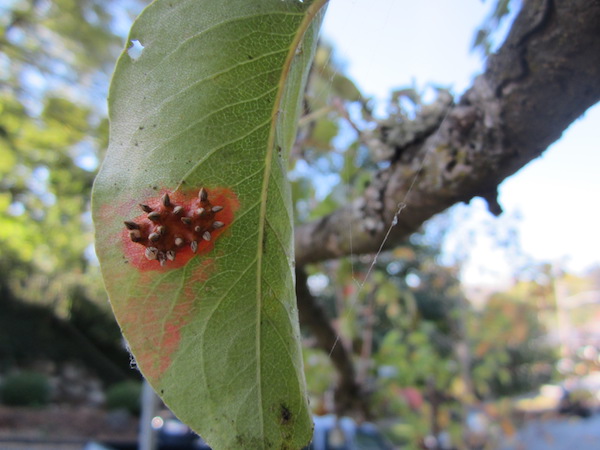 Pear-leaf rust damage on a Pear tree.