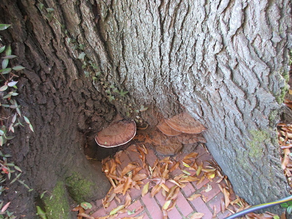 Ganoderma fungal conk on a oak tree