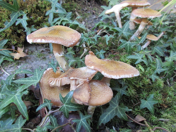 pathogenic Honey Mushrooms (Armillaria) in fall.