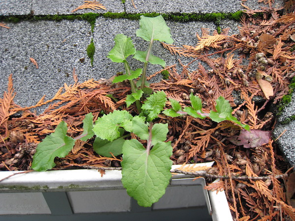 Sow Thistle in gutter