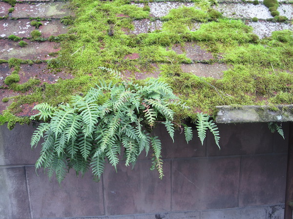 Licorice ferns on a mossy roof.