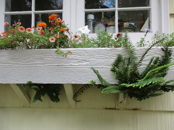 Licorice ferns below a windowbox planter.