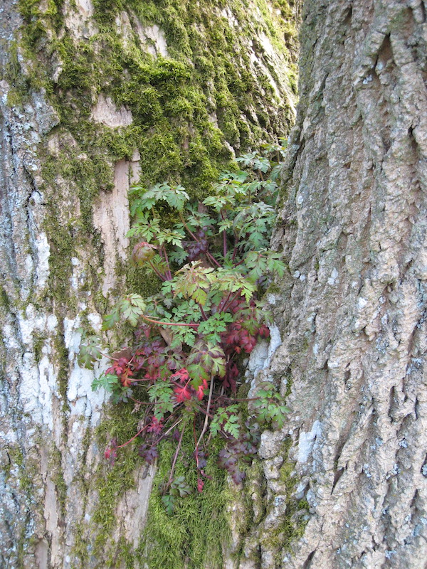 Herb Robert on a maple tree.