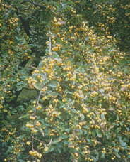 Malus Golden Hornet photo