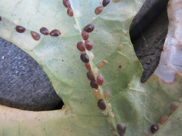 Scale insects on a leaf underside.
