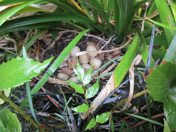 Mallard duck nest in Evergreen Iris clump