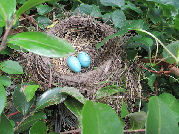 Robin nest by Cameilla & Climbing Hydrangea