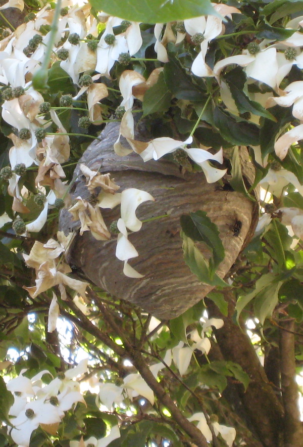 Hornet nest in Kousa Dogwood