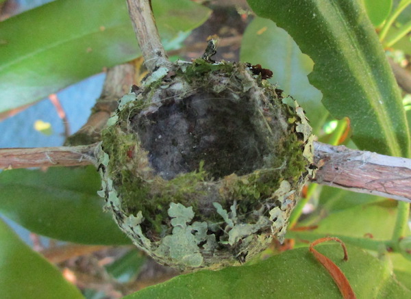 Hummingbird nest in Rhodondendron