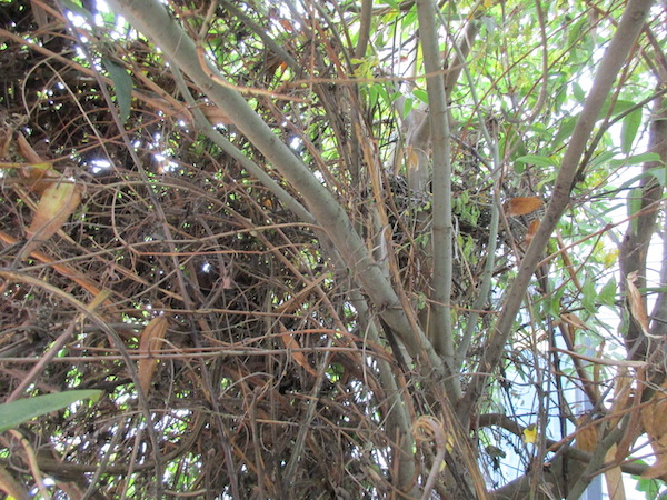Crow nest in Willow & Clematis Armandii