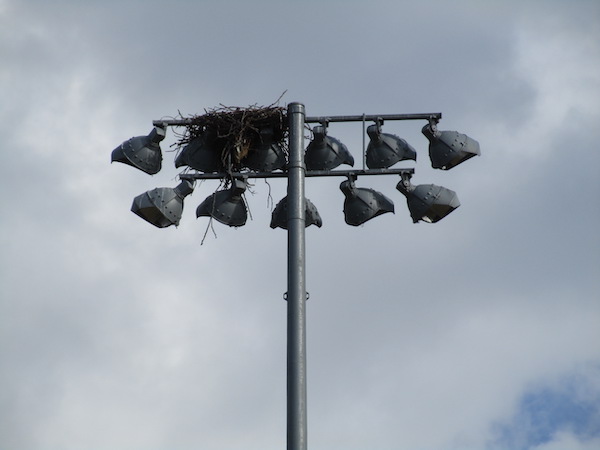 Osprey nest atop lightpole
