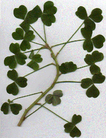 Oxalis foliage scan