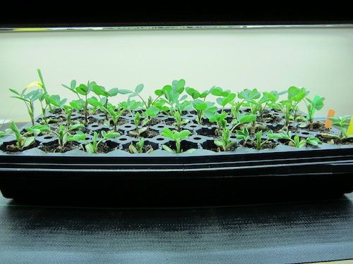 peanut seedlings under lights inside