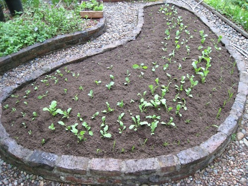 the planted vegetable bed