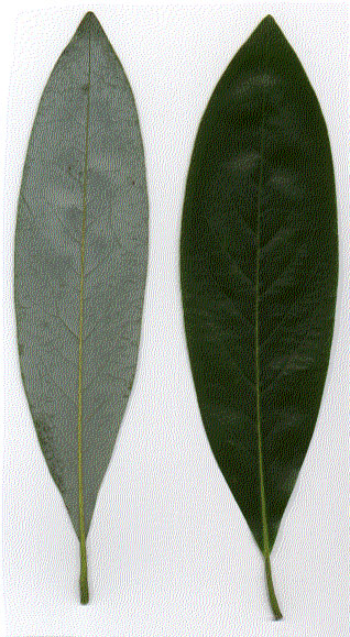 Evergreen Sweetbay foliage scan