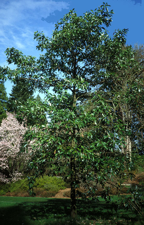 Evergreen Sweetbay tree