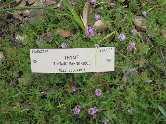 Thymus pannonicus in Berkeley