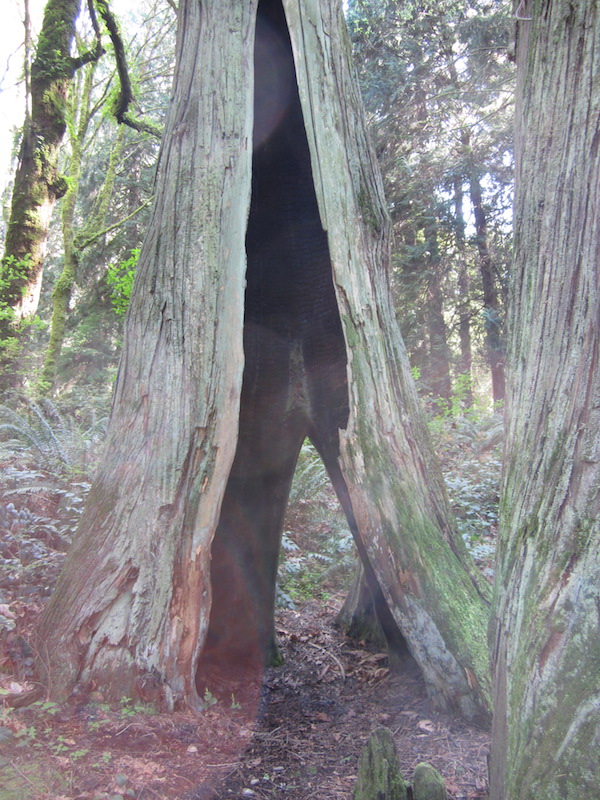 A healthy cedar, with fire-hollowed trunk.
